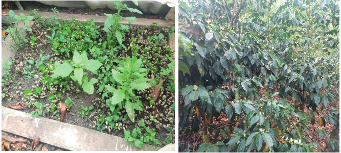 Germinando las plántulas en la etapa de soldadito y plantas jóvenes de café en la etapa de floración